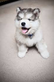 pomsky puppy