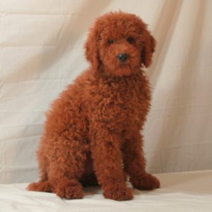 red moyen poodle dog