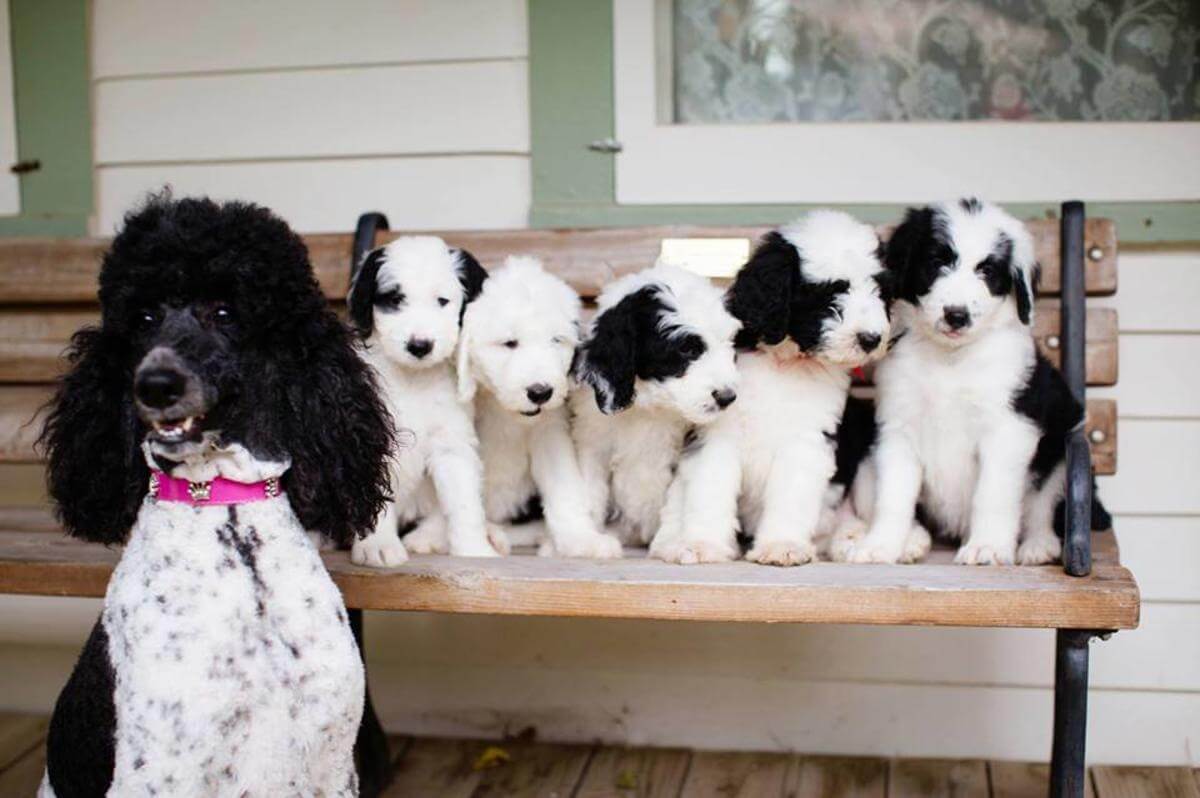 Sheepadoodle Growth Chart