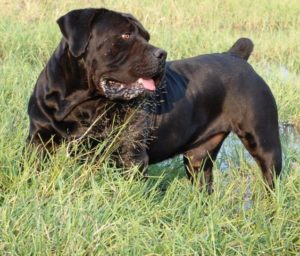 Black boerboel