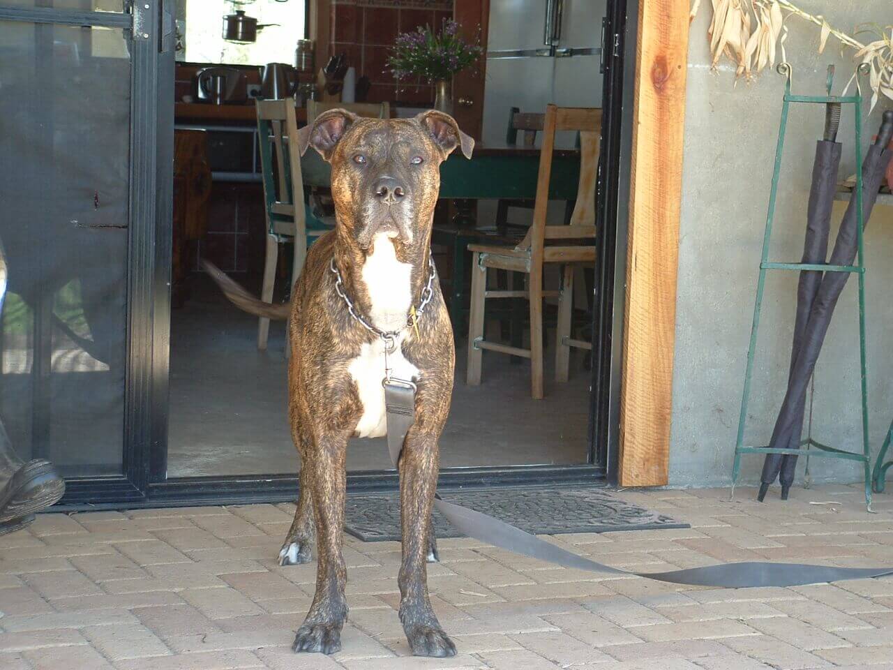 Bull Arab x mastiff Bull Arab x mastiff