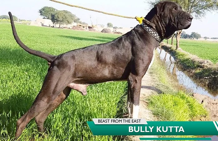 Bully Kutta Pakistani Mastiff