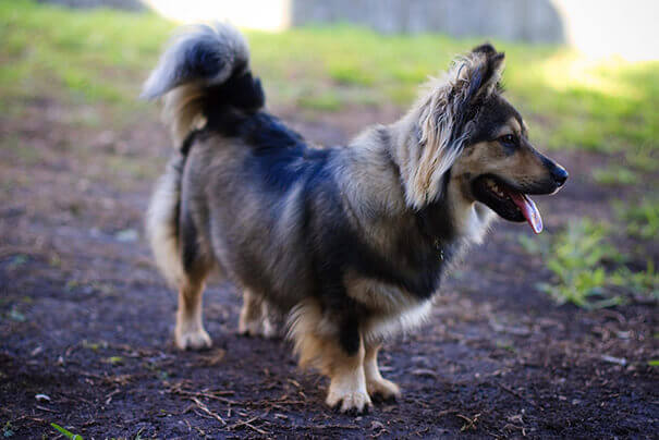 Corgi and German Shepherd Mix hd photo