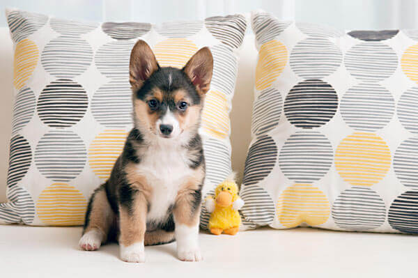 Corgi german shepherd mix with toy