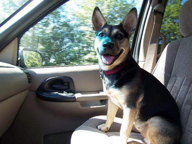 Corgi in the car