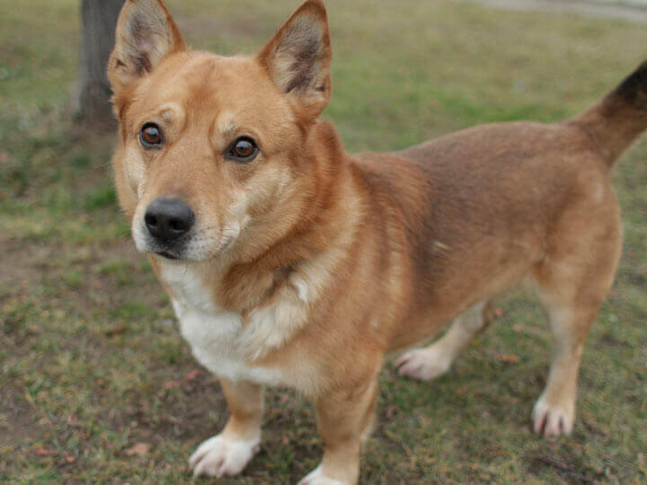 Corman German Shepherd Mix