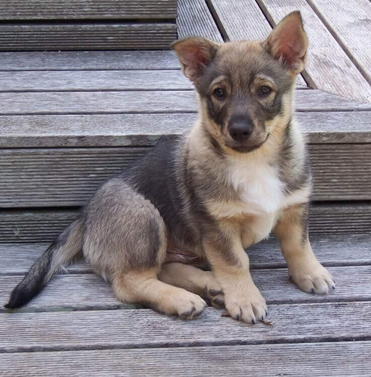 Crogi shepherd mix puppy