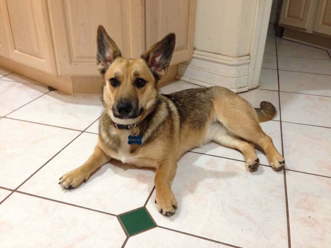 German Shepherd Corgi mix Image