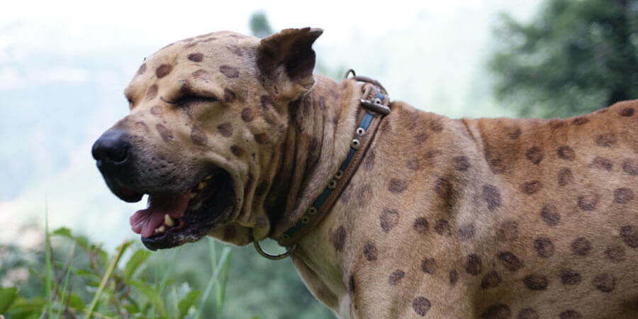 Pakistani Mastiff Pakistani Mastiff