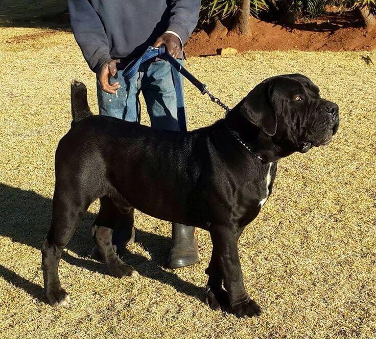 black boerboel breed 