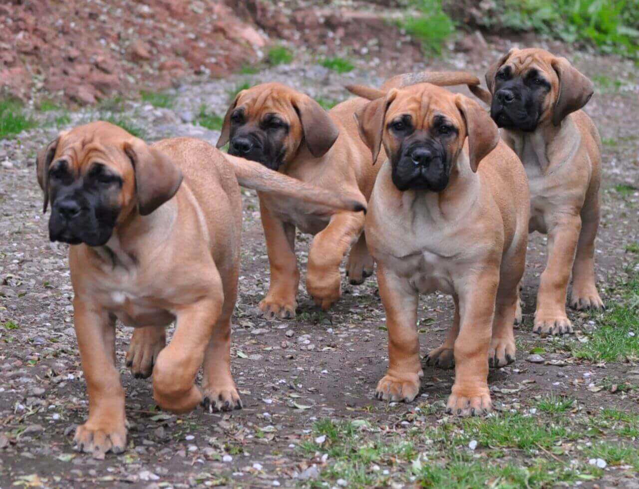 Boerboel Dog Breed Characteristics Appearance History And Pictures