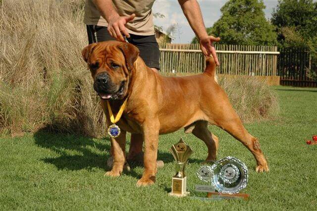 boerboel kennels in usa 