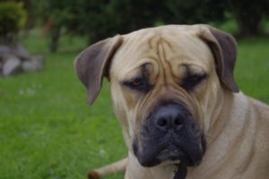 boerboel mastiff hd photo