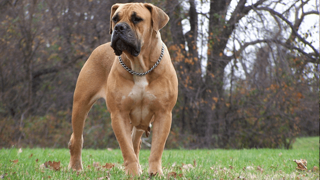 boerboel mastiff price