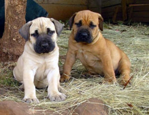 boerboel puppy training