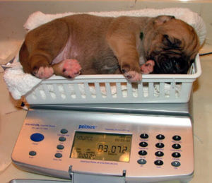 boerboel puppy weigh