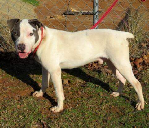 bully kutta akc 