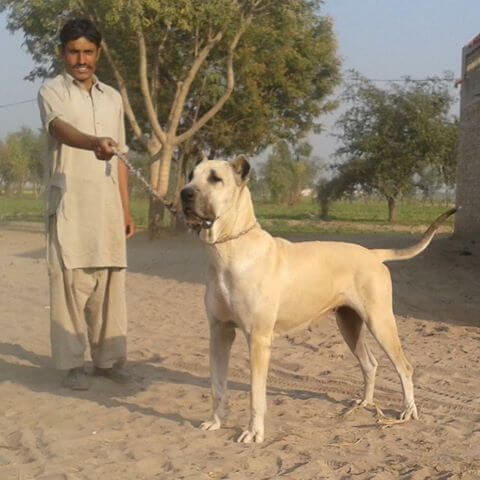 pakistani bully dog rate