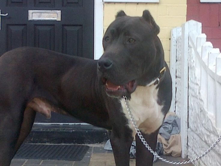 pakistani bully dog black