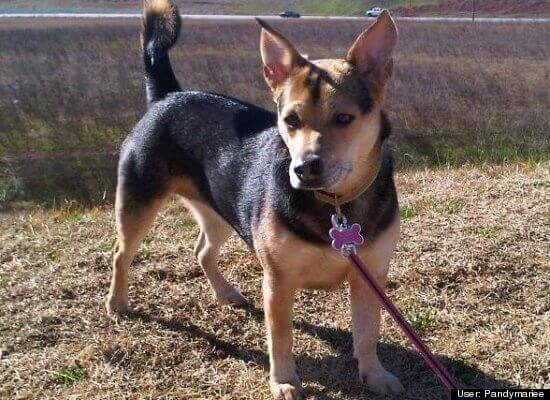 corgi german shepherd mix breeder