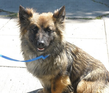 corgi german shepherd mix dog