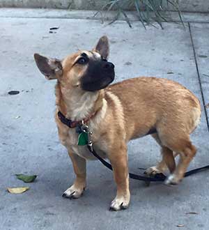 corgi german shepherd mix training