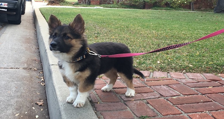 corgi german shepherd mix