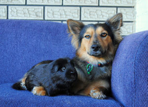 corgi shepherd mix puppy