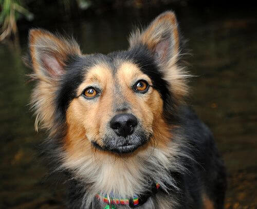 corgi shepherd mix puppy photo