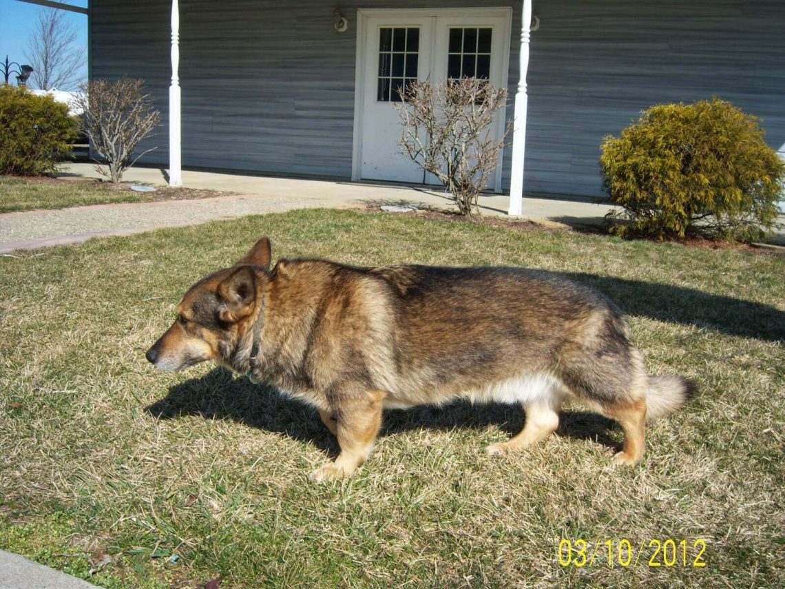 corgi shepherd mix size