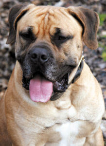 head of boerboel