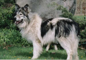 native american indian dog adoption