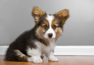 corgi mixed with german shepherd