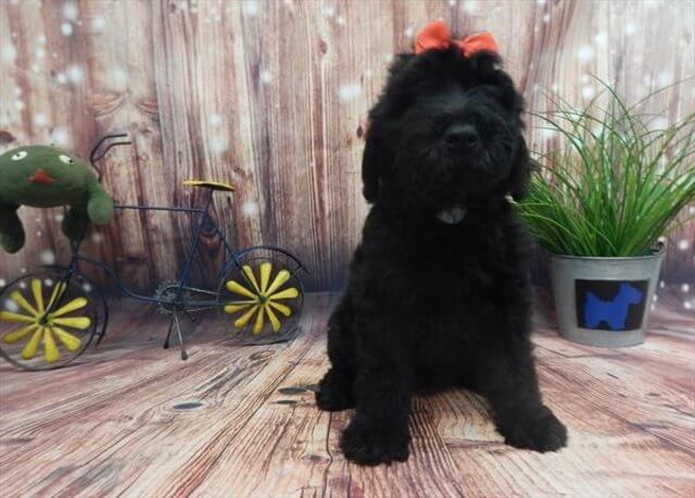 scoodle puppy for sale photo