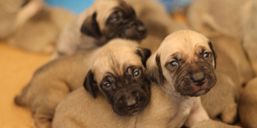 Black Mouth Cur puppies