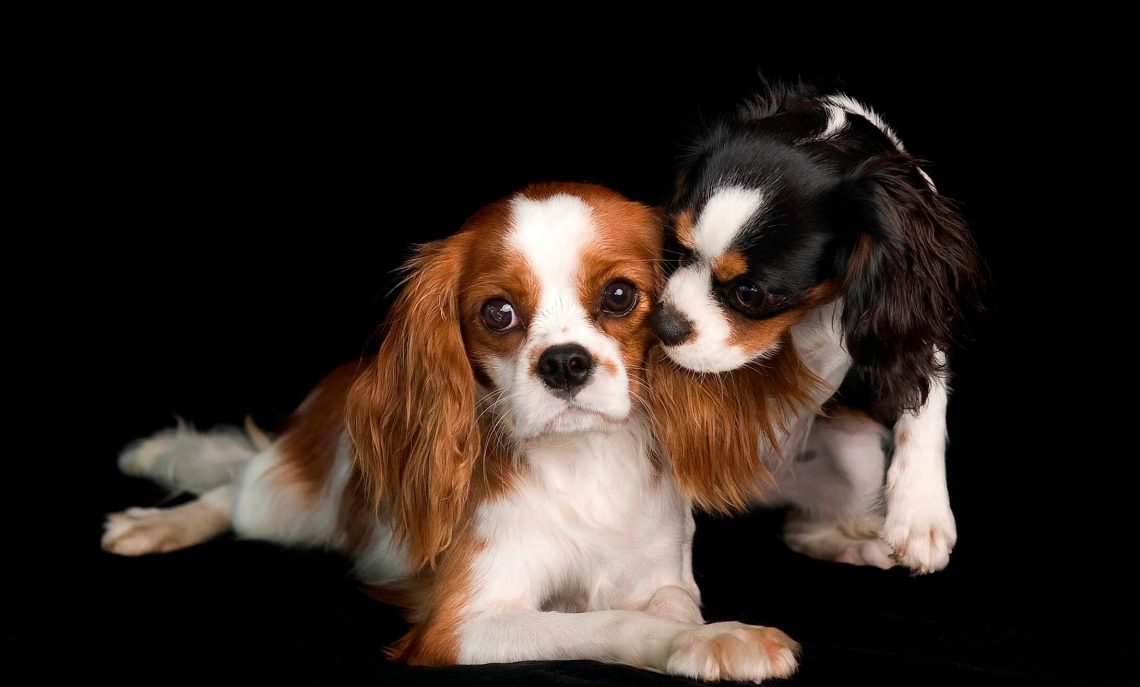 Charles Spaniel hd photo