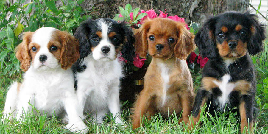 Cavalier King Charles Spaniel Size Chart