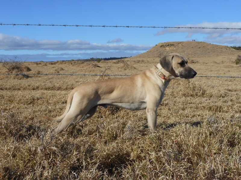 East Texas Brindle Cur