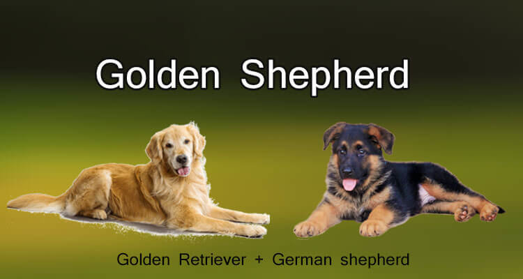 Image Result For German Shepherd And Golden Retriever Image Result For German Shepherd And Golden Retriever
