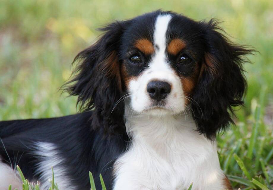 Terycolor Cavalier King Charles Spaniel