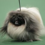 The Pekingese