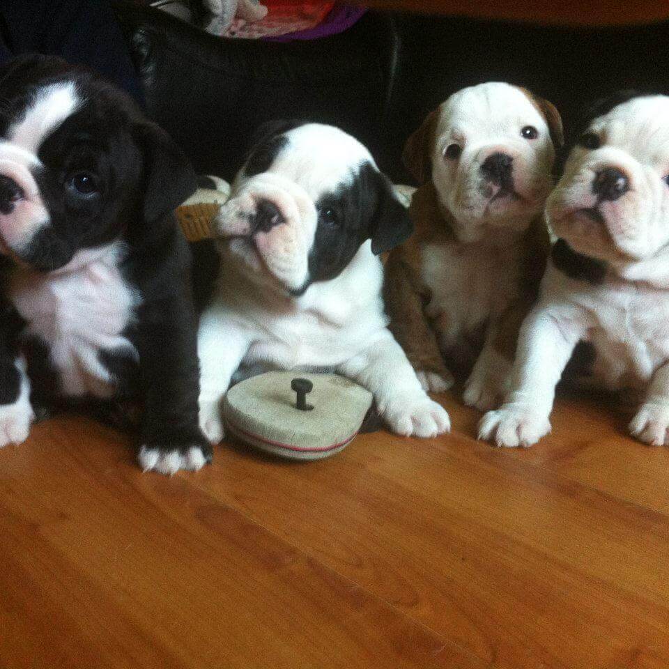 Victorian Bulldogs Puppies