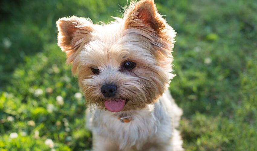 Yorkshire Terrier