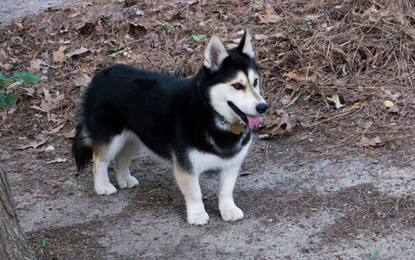 adopt a corgi husky mix