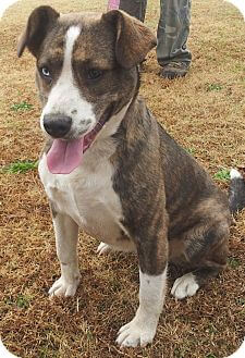 adopt mountian cur