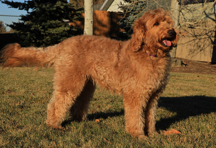 adults labradoodle photo