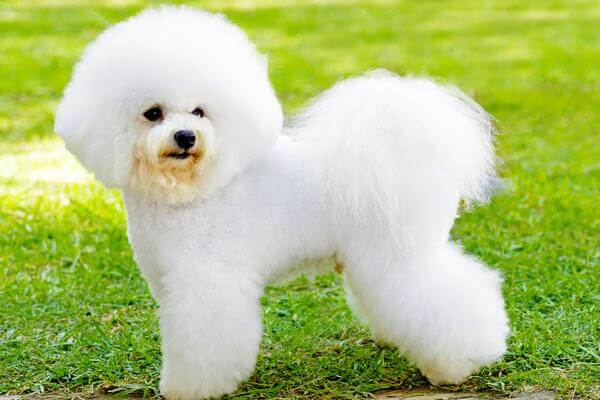 bichon frise picture