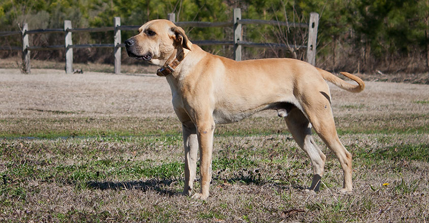 black mouth adult 