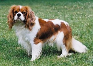 cavalier dog breed 