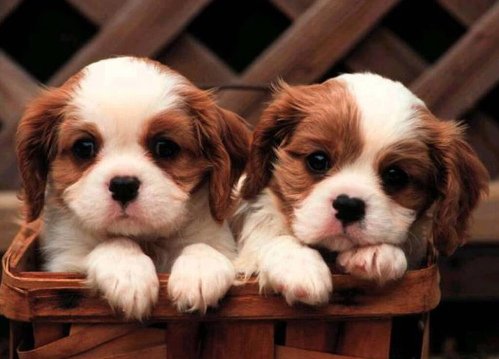 cavalier king charles spaniel akc